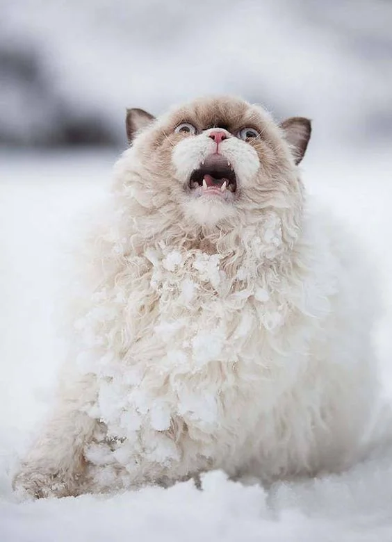 Емоції котиків, які ненавидять цю вашу зиму і цей ваш противний сніг - фото 362998
