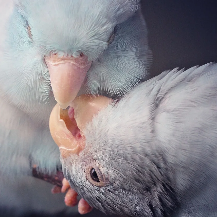 Любовь на крыльях: фото влюбленных друг в друга попугаев заставят тебя покраснеть - фото 369779