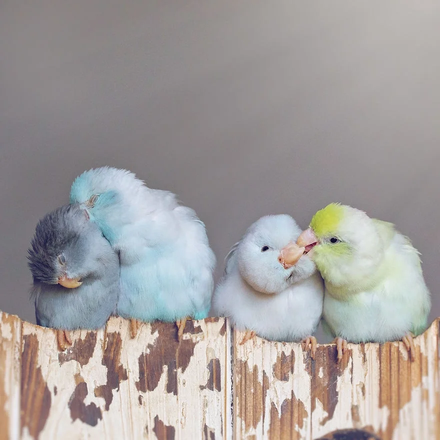 Любовь на крыльях: фото влюбленных друг в друга попугаев заставят тебя покраснеть - фото 369780
