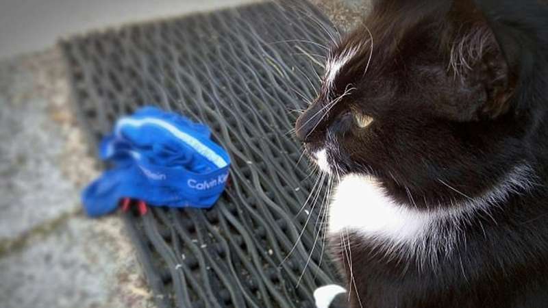 Кіт підставив хазяїна краденими в сусідів трусами (ФОТО) - фото 366553