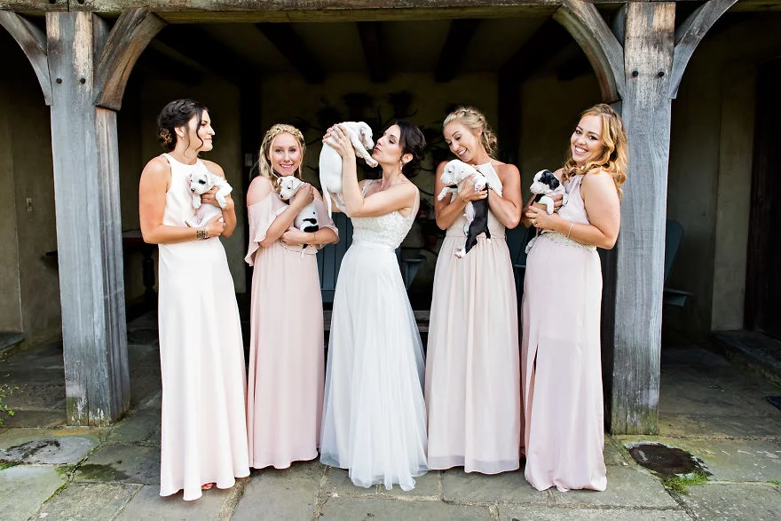 Букеты из щенков - новый свадебный тренд, который умилит вас до слез - фото 371161
