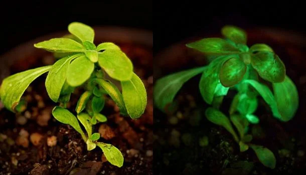 Геніальне відкриття: вчені заставили звичайні рослини світитись у темноті - фото 371251