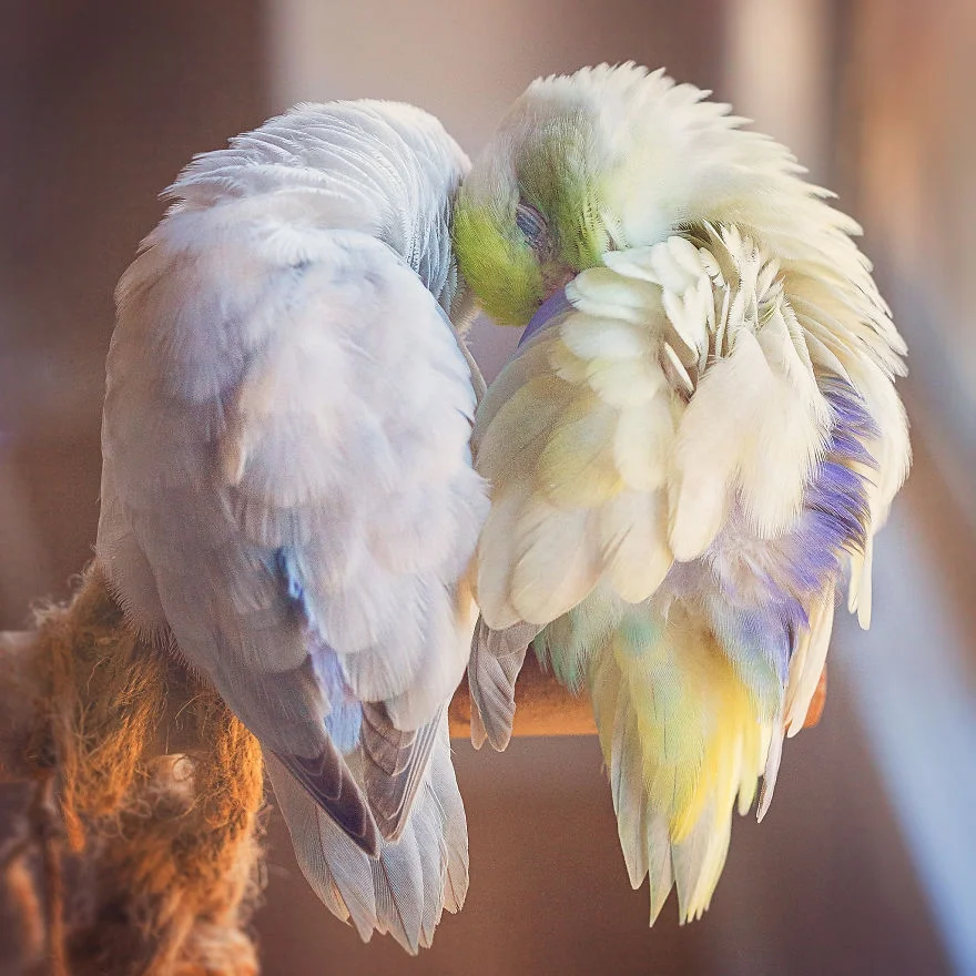 Любовь на крыльях: фото влюбленных друг в друга попугаев заставят тебя покраснеть - фото 369774