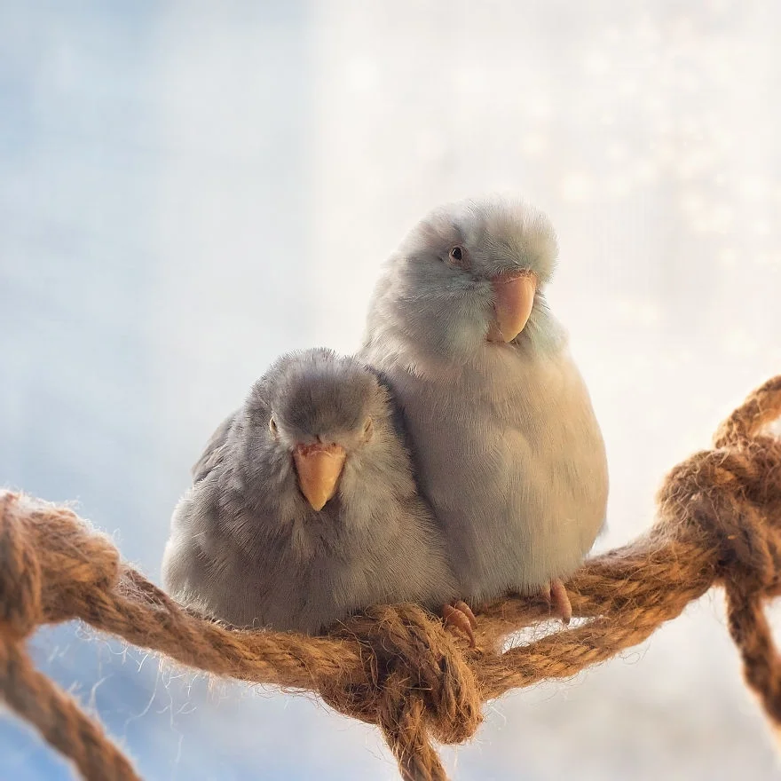 Любовь на крыльях: фото влюбленных друг в друга попугаев заставят тебя покраснеть - фото 369770