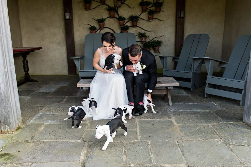 Букеты из щенков - новый свадебный тренд, который умилит вас до слез - фото 371160