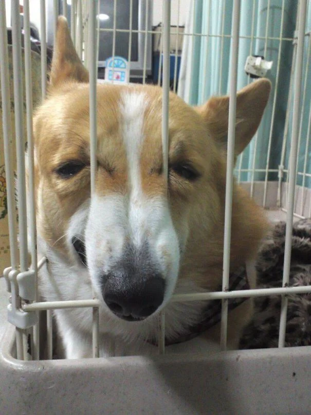 Реакція собак, які зрозуміли, що їдуть до ветеринара, безцінна - фото 366428