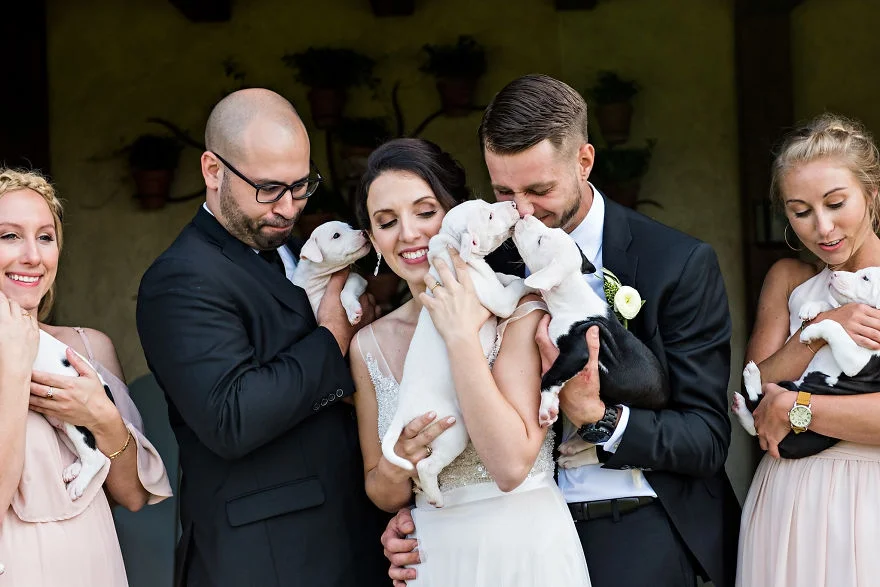 Букеты из щенков - новый свадебный тренд, который умилит вас до слез - фото 371154