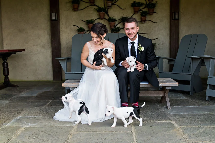 Букеты из щенков - новый свадебный тренд, который умилит вас до слез - фото 371157