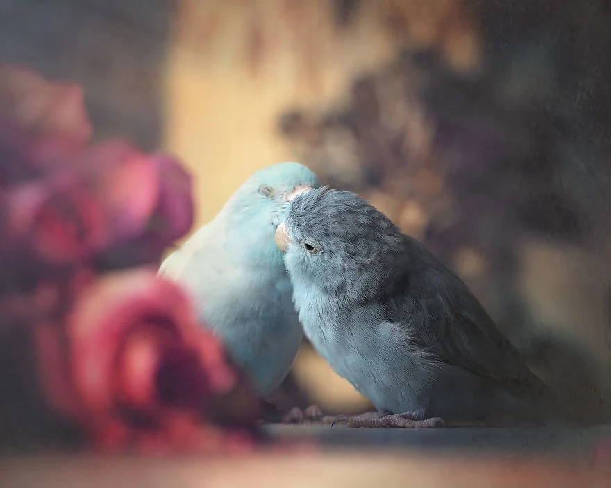 Любовь на крыльях: фото влюбленных друг в друга попугаев заставят тебя покраснеть - фото 369776