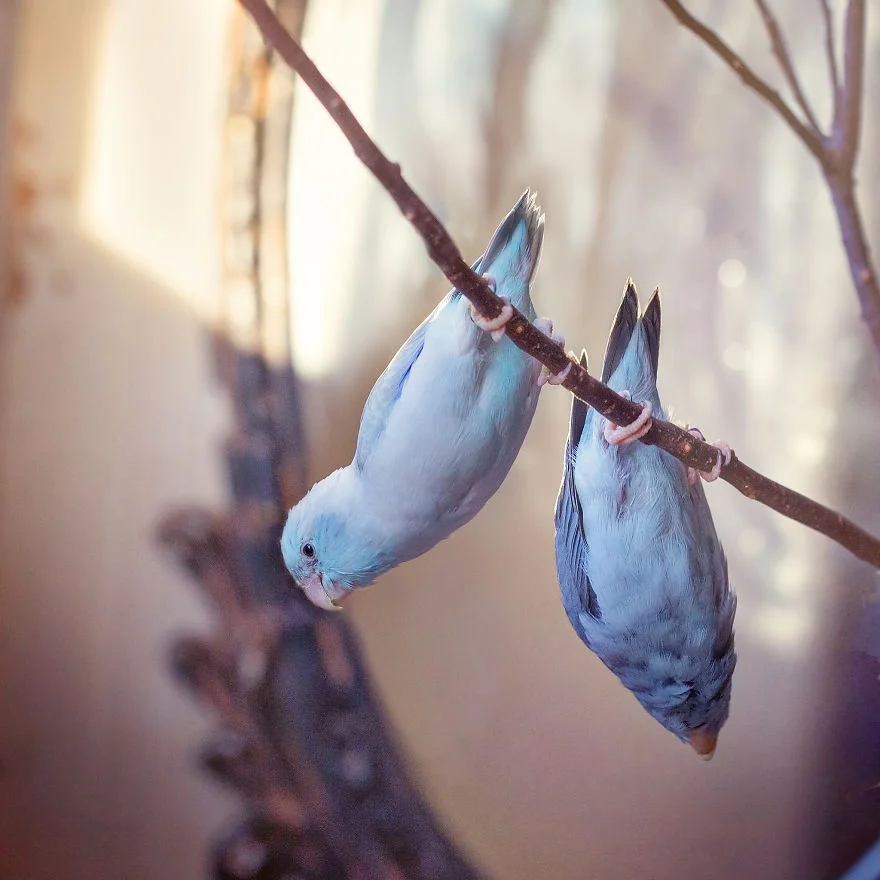 Любовь на крыльях: фото влюбленных друг в друга попугаев заставят тебя покраснеть - фото 369771