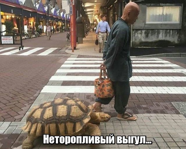 День неторопливости: смешные мемы и шутки о человеческой медлительности - 371659 День неторопливости: смешные мемы и шутки о человеческой медлительности - фото 371659