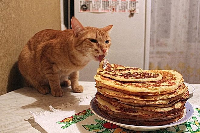 Коти та млинці: кумедна битва, в якій переможе найсильніший - 369484 Коти та млинці: кумедна битва, в якій переможе найсильніший - фото 369484