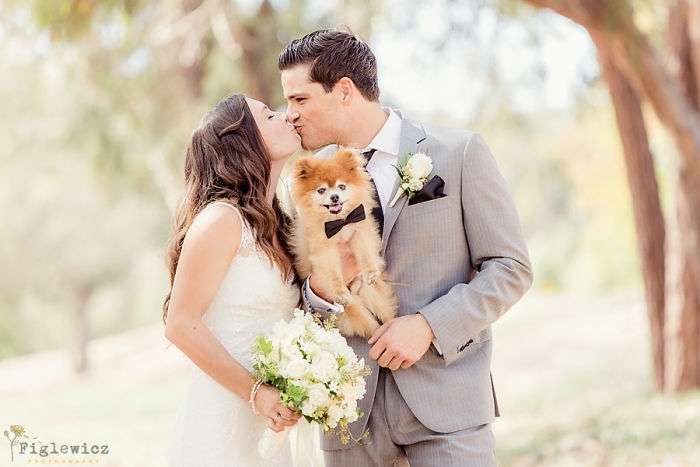 Пушистые и сладкие: свадебные торты, на которых собаки полноправные члены праздника - фото 367675