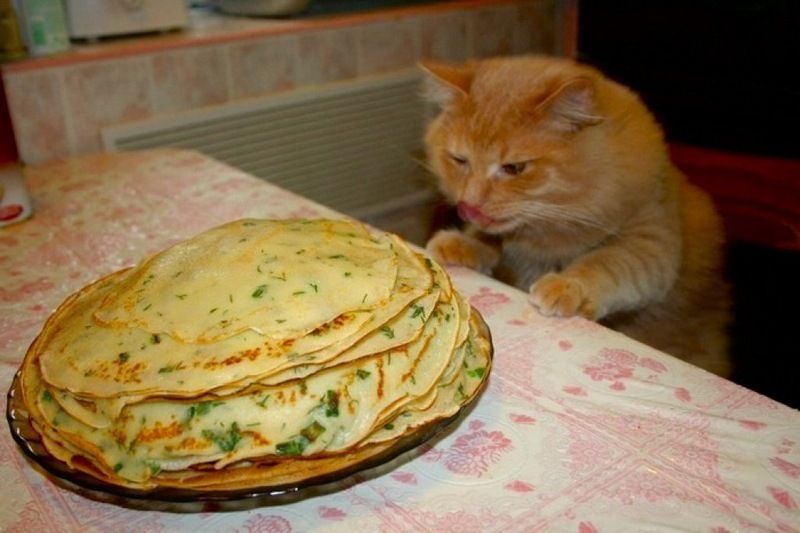 Коти та млинці: кумедна битва, в якій переможе найсильніший - 369488 Коти та млинці: кумедна битва, в якій переможе найсильніший - фото 369488