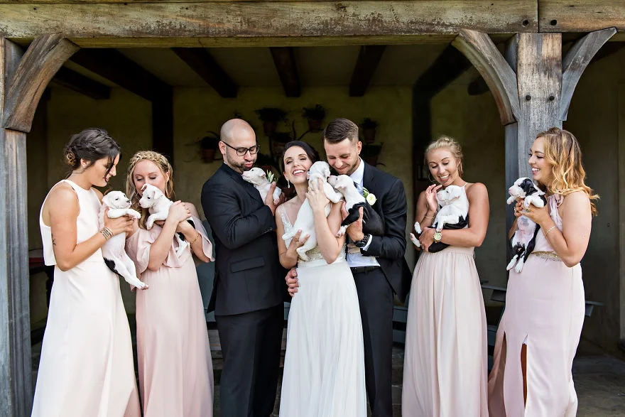 Букеты из щенков - новый свадебный тренд, который умилит вас до слез - фото 371159