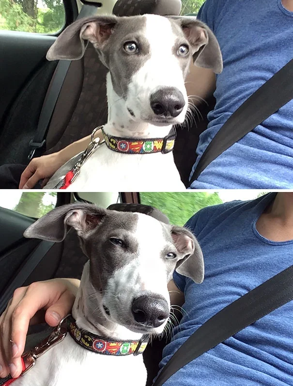 Реакція собак, які зрозуміли, що їдуть до ветеринара, безцінна - фото 366426
