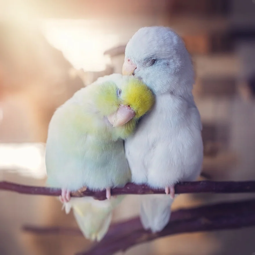 Любовь на крыльях: фото влюбленных друг в друга попугаев заставят тебя покраснеть - фото 369777