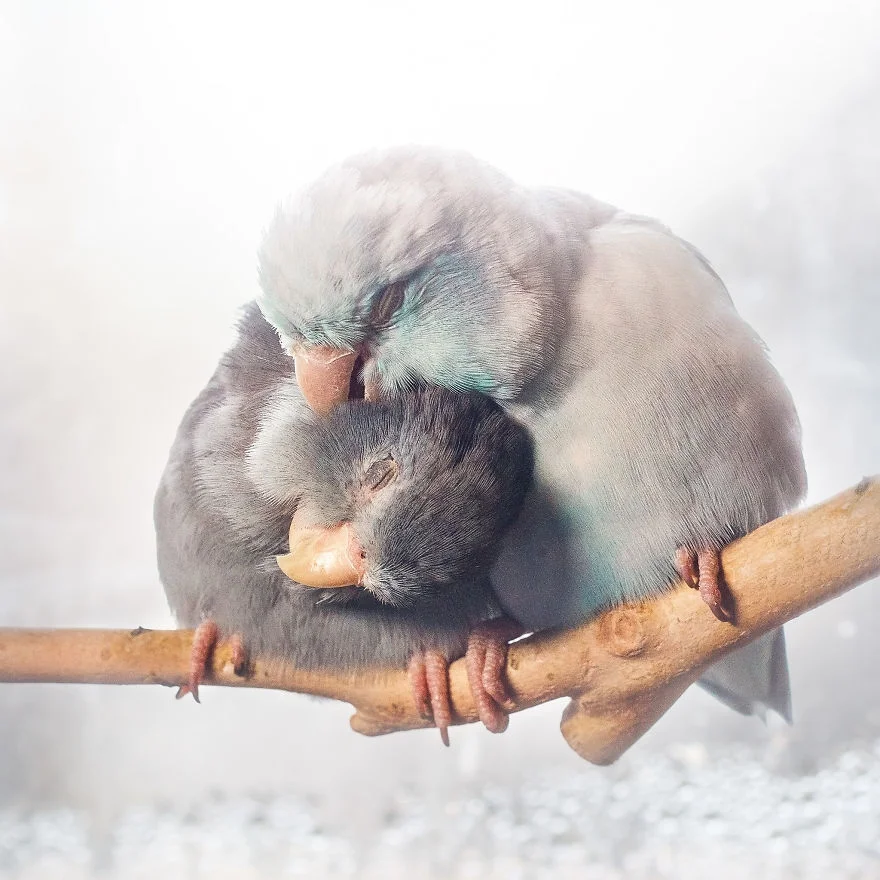 Любовь на крыльях: фото влюбленных друг в друга попугаев заставят тебя покраснеть - фото 369778