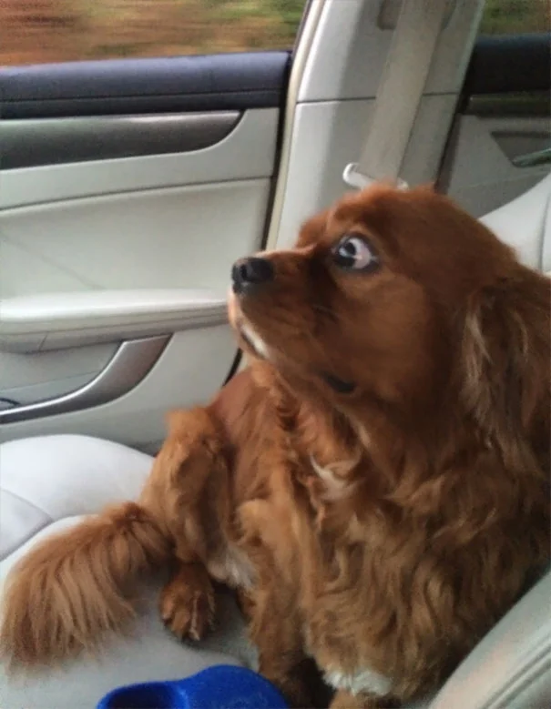 Реакція собак, які зрозуміли, що їдуть до ветеринара, безцінна - фото 366418