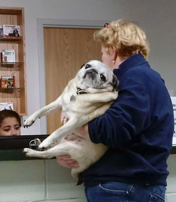 Реакція собак, які зрозуміли, що їдуть до ветеринара, безцінна - фото 366419