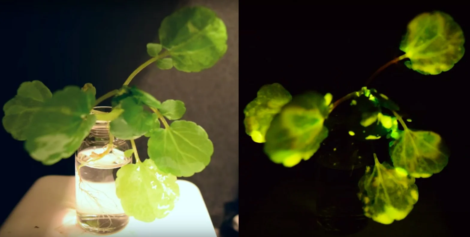 Гениальное открытие: ученые заставили обычные растения светиться в темноте - фото 371253