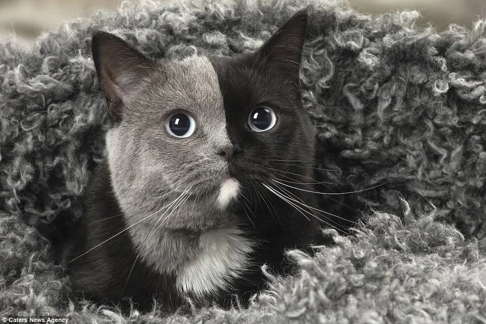 Уникальный цветной окрас этой кошки сделал ее новой звездой сети - фото 370747