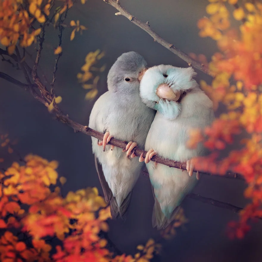 Любовь на крыльях: фото влюбленных друг в друга попугаев заставят тебя покраснеть - фото 369781