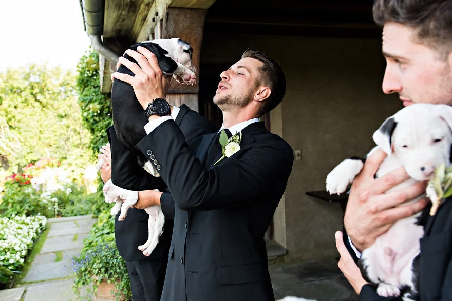 Букеты из щенков - новый свадебный тренд, который умилит вас до слез - фото 371153