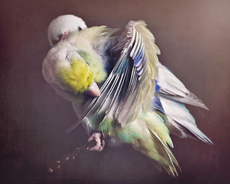 Любовь на крыльях: фото влюбленных друг в друга попугаев заставят тебя покраснеть - фото 369775