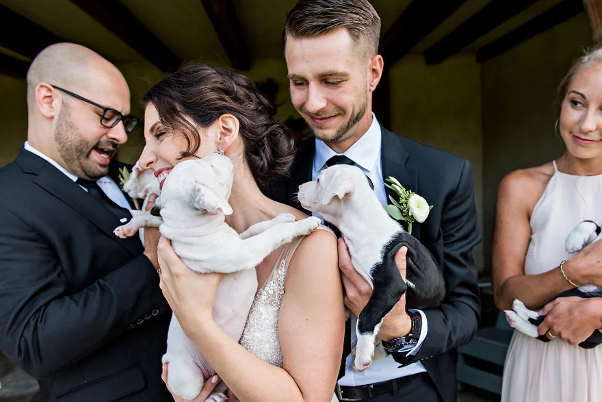 Букеты из щенков - новый свадебный тренд, который умилит вас до слез - фото 371155