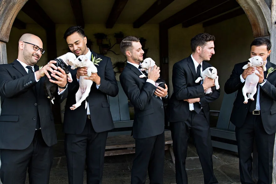Букеты из щенков - новый свадебный тренд, который умилит вас до слез - фото 371150