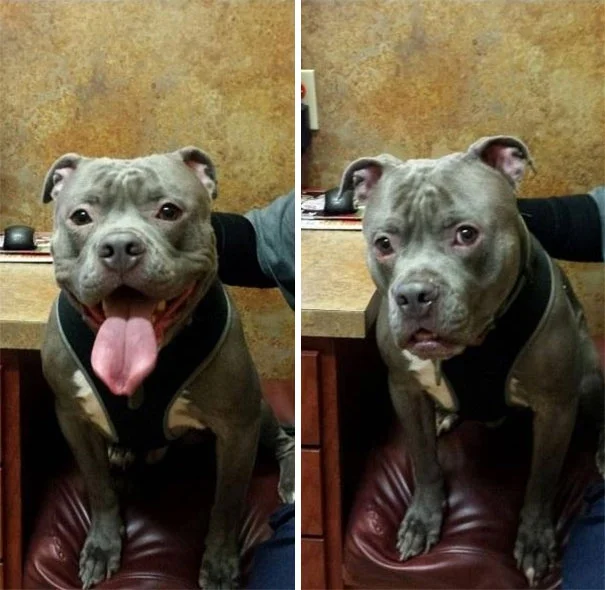 Реакция собак, которые поняли, что едут к ветеринару, бесценна - фото 366402