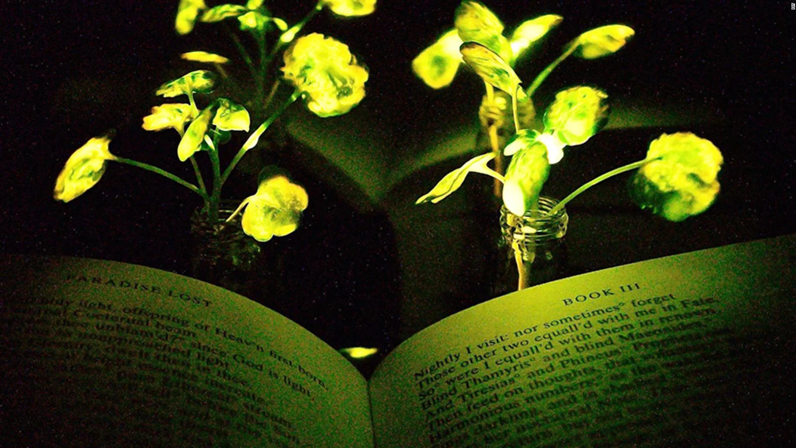 Геніальне відкриття: вчені заставили звичайні рослини світитись у темноті - фото 371252