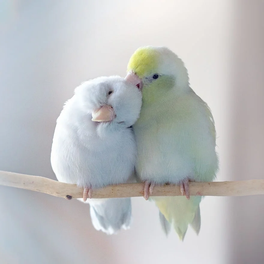 Любовь на крыльях: фото влюбленных друг в друга попугаев заставят тебя покраснеть - фото 369772
