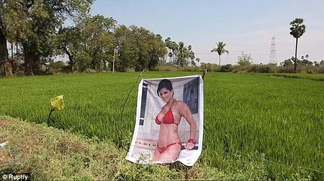 От 'злого глаза': фермер поставил фото порнозвезды у себя на огороде - фото 370617