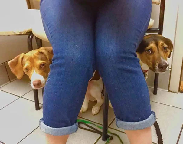 Реакция собак, которые поняли, что едут к ветеринару, бесценна - фото 366409