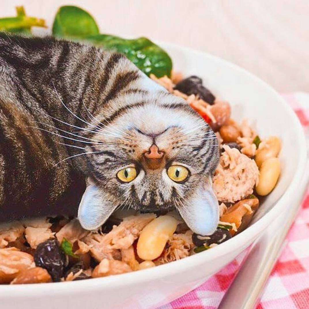 Дивакуваті фото, які доводять, що коти - це їжа - фото 372705