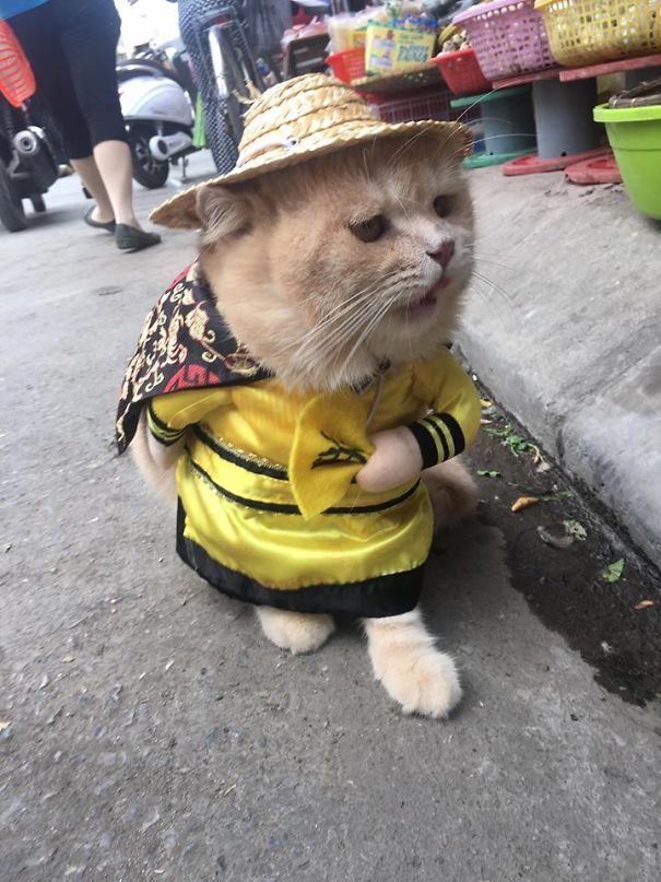 Потішний кіт-бізнесмен продає рибу, а його наряди розчулюють перехожих - 373885 Потішний кіт-бізнесмен продає рибу, а його наряди розчулюють перехожих - фото 373885