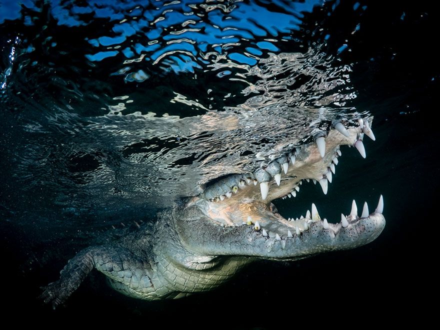 Sony World Photography Awards 2018: фото номинантов не оставят тебя равнодушным - фото 376080