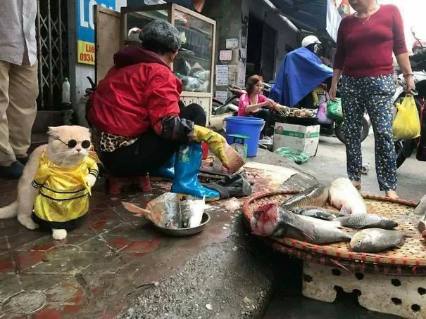 Забавный кот-бизнесмен продает рыбу, а его наряды умиляют прохожих - фото 373877