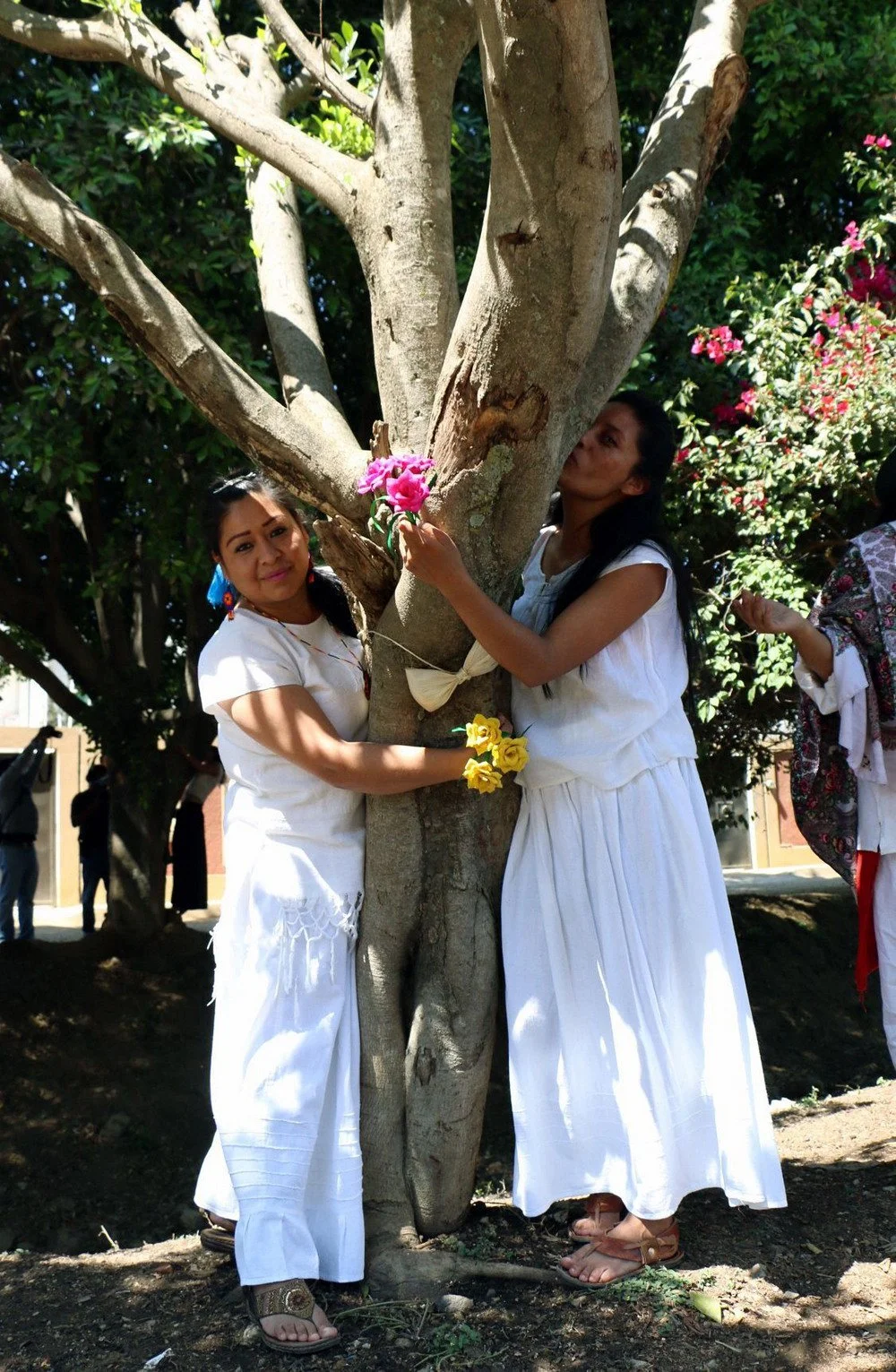 Мексиканки устроили протест и вышли замуж за деревья: фото свадебной церемонии - фото 374007
