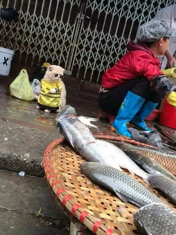 Забавный кот-бизнесмен продает рыбу, а его наряды умиляют прохожих - фото 373881