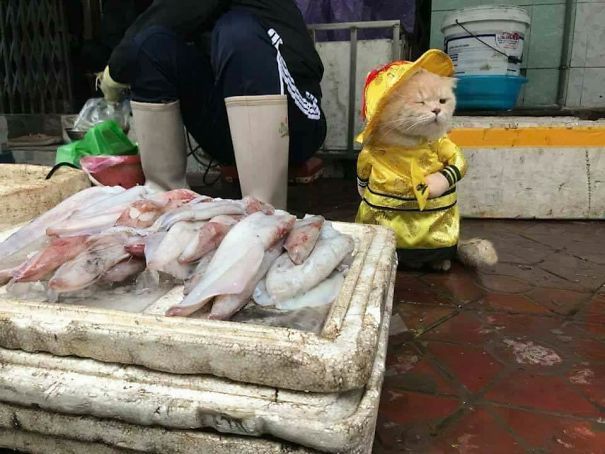 Потішний кіт-бізнесмен продає рибу, а його наряди розчулюють перехожих - 373878 Потішний кіт-бізнесмен продає рибу, а його наряди розчулюють перехожих - фото 373878