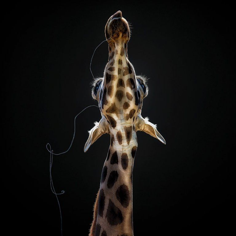 Sony World Photography Awards 2018: фото номинантов не оставят тебя равнодушным - фото 376072