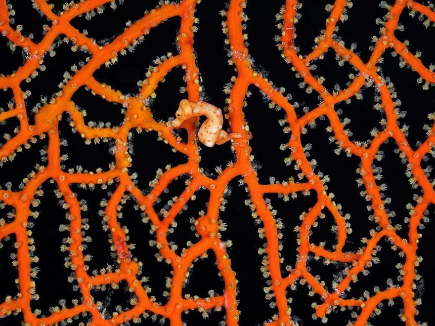 Smithsonian Photo Competition: зрелищные фото победителей вызывают восторг - фото 374626