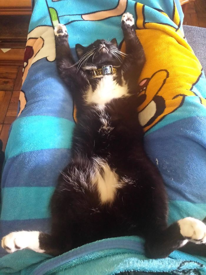 15 забавных доказательств, что у котов растяжка лучше, чем у тебя - 374941 15 забавных доказательств, что у котов растяжка лучше, чем у тебя - фото 374941