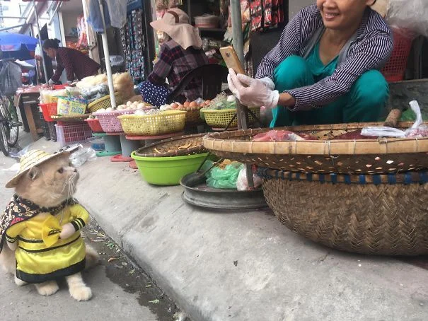 Потішний кіт-бізнесмен продає рибу, а його наряди розчулюють перехожих - фото 373883