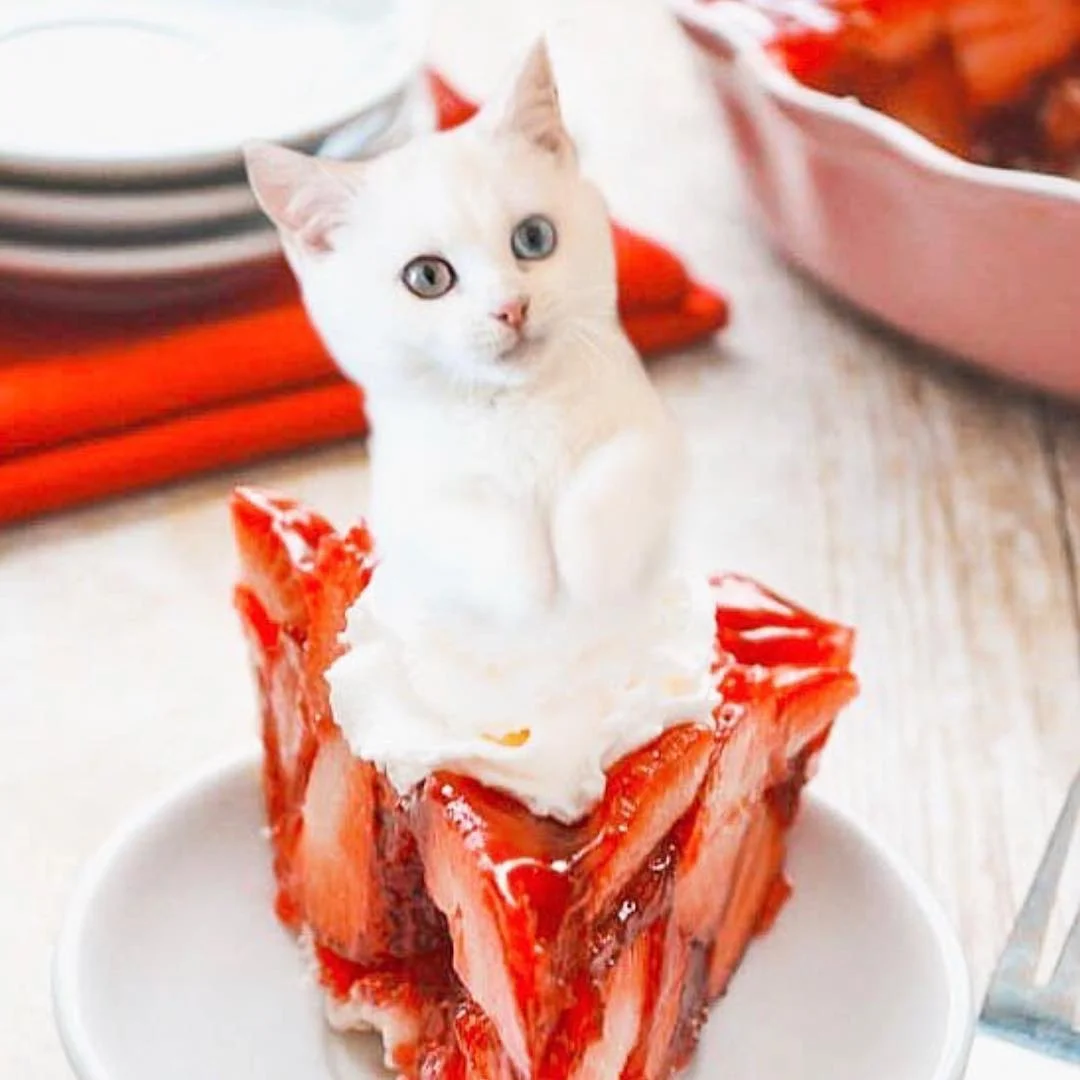 Дивакуваті фото, які доводять, що коти - це їжа - фото 372706