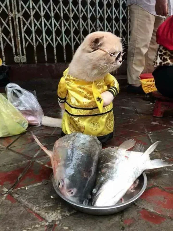 Забавный кот-бизнесмен продает рыбу, а его наряды умиляют прохожих - фото 373879