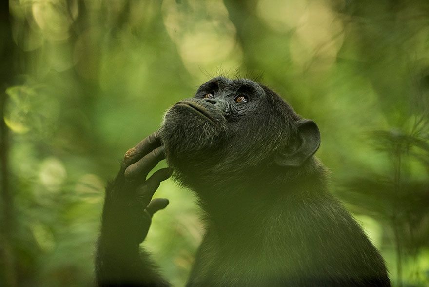 Sony World Photography Awards 2018: фото номинантов не оставят тебя равнодушным - фото 376074